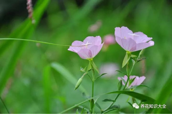 花草集 水边 沼泽地常见的几种花卉植物 你有见过吗 花友