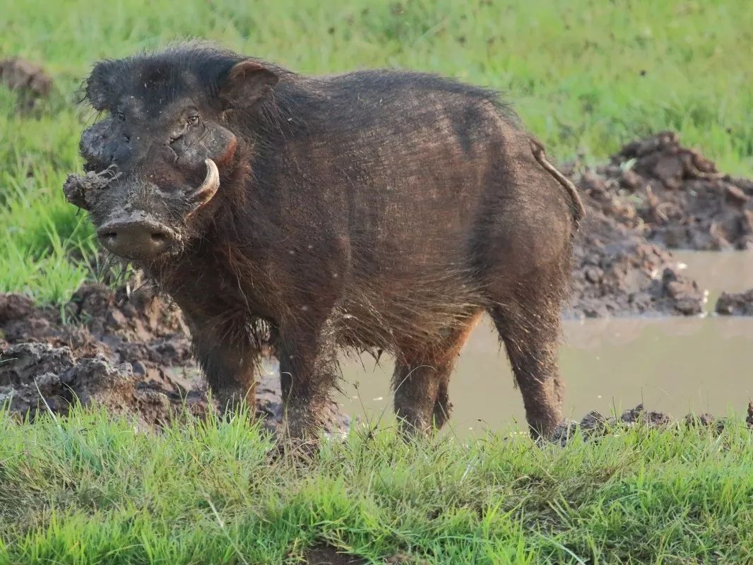 1米,体重约为100~275千克,被认为是平均体形最大的猪科动物.