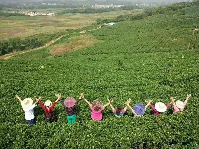 129元英德徐家庄赏杜鹃花海,到千亩油菜花海拍靓照,游茶趣园