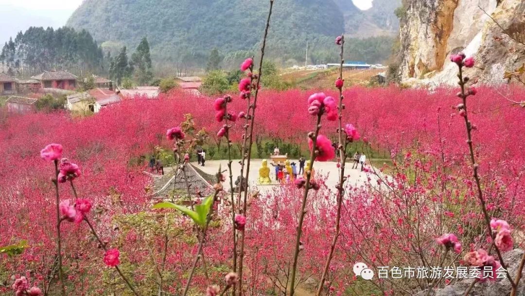 春节约吗靖西古龙山桃花谷胡志明洞三大景区门票限时抢