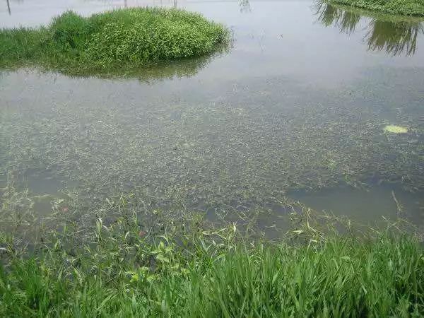 养虾先养草,小龙虾池水草栽种原则