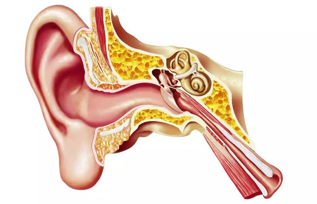 能让极重度聋儿听见的唯一有效方法--人工耳蜗