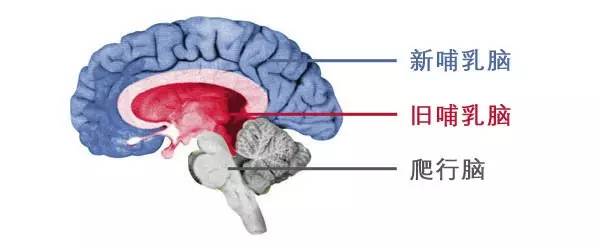 本能|史上最大谎言：大脑是理智的