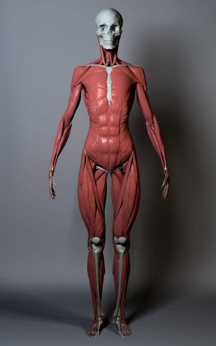 肌肉骨架解剖女版绘画参考