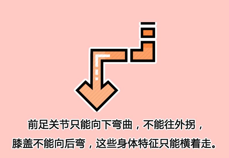 简笔画知识:为什么螃蟹都是横着走