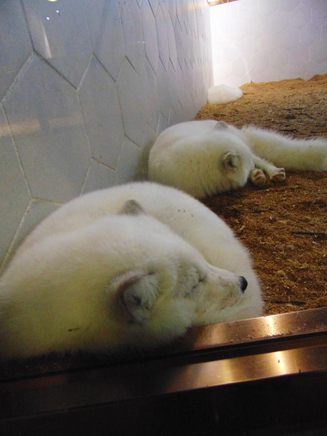 奇趣童真，歡樂親子，麥族室內動物園春節大優惠 旅遊 第14張