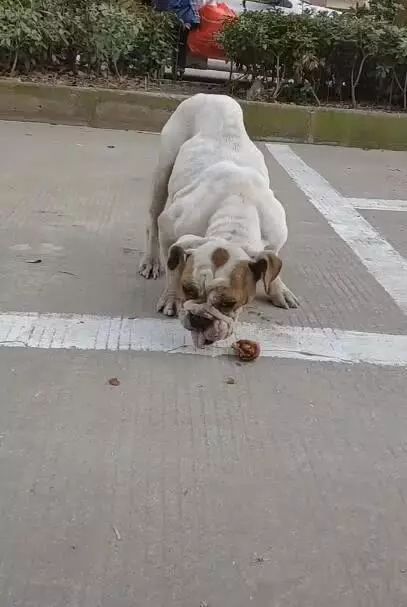 霸氣狗淪落為流浪狗，扔顆小骨頭狼吞虎咽，網友一瞧：名犬 寵物 第2張