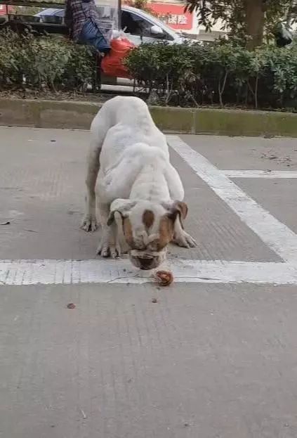 霸氣狗淪落為流浪狗，扔顆小骨頭狼吞虎咽，網友一瞧：名犬 寵物 第3張