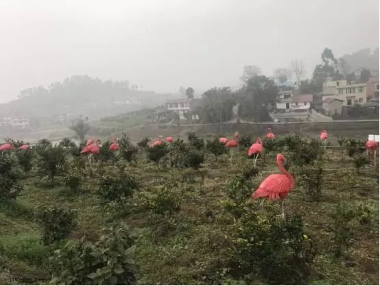 血橙主题公园吃喝玩乐去!_银山镇