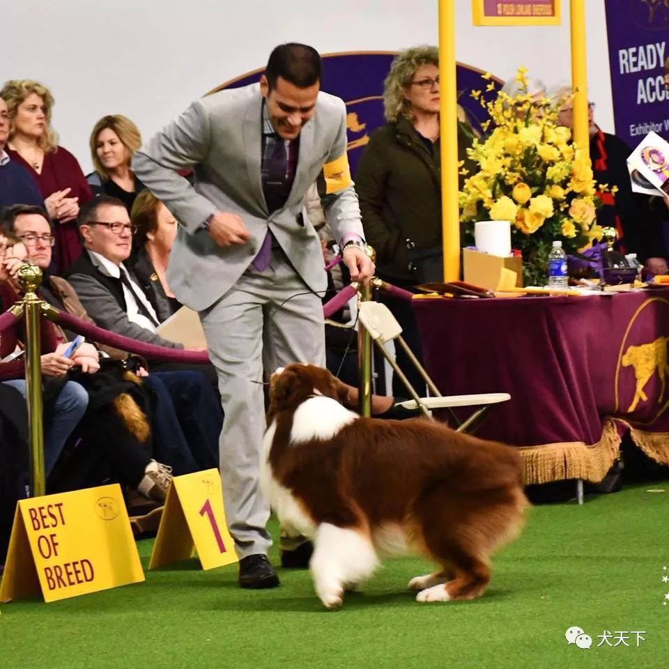 西敏寺犬展纪录之畜牧犬组——2019年西敏寺犬展倒计时!