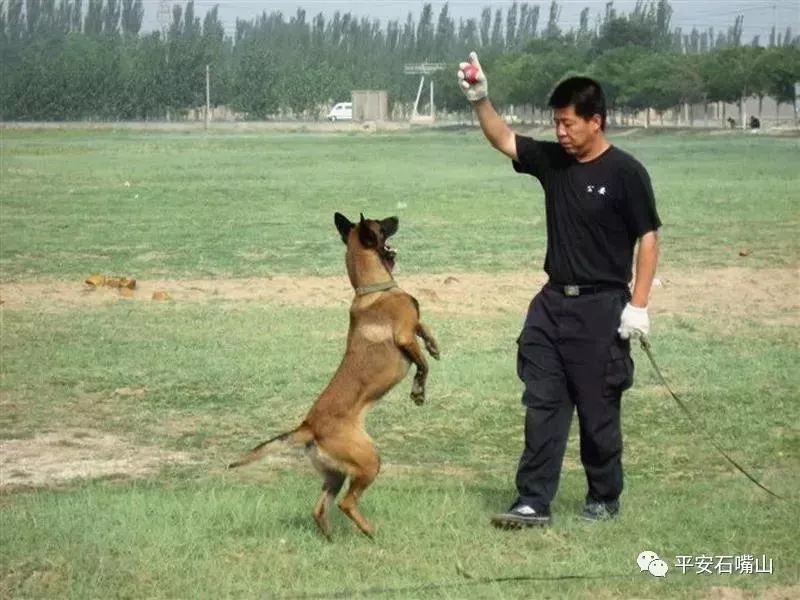 警犬训导员:与"狗"共舞 心甘情愿