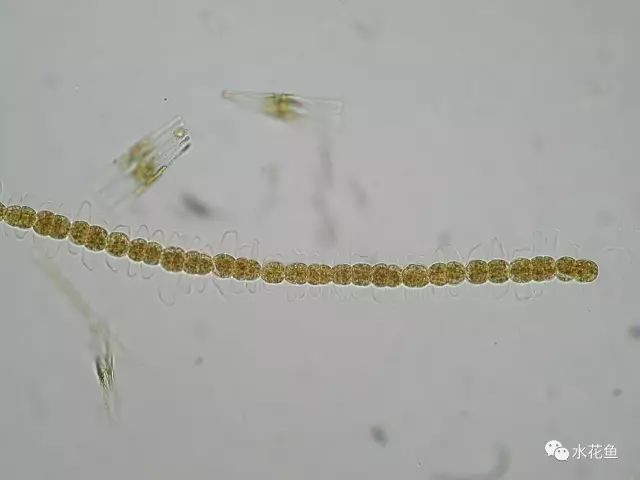 高清图谱中水体浮游生物绿藻门以外的浮游植物51种