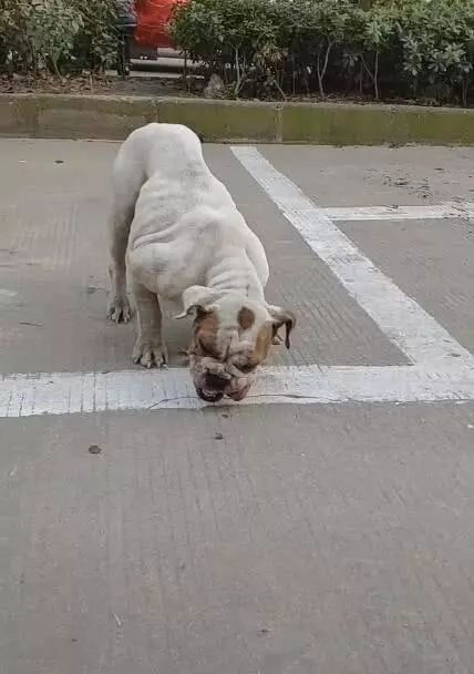 霸氣狗淪落為流浪狗，扔顆小骨頭狼吞虎咽，網友一瞧：名犬 未分類 第1張