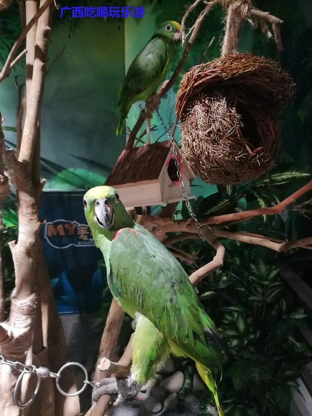 奇趣童真，歡樂親子，麥族室內動物園春節大優惠 旅遊 第1張