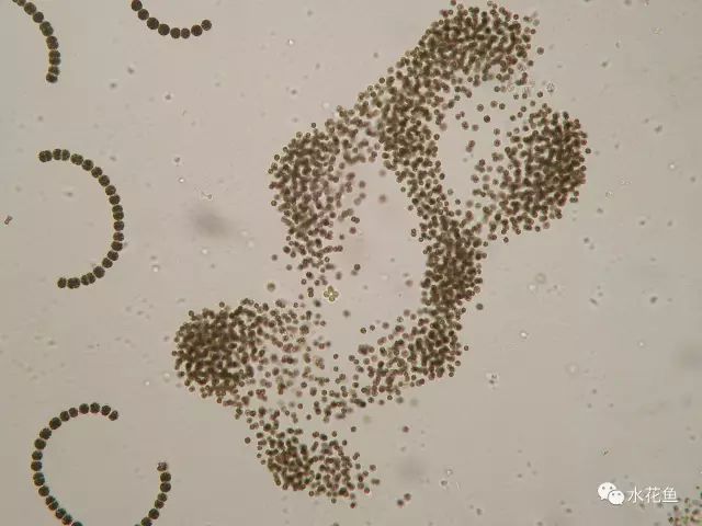 铜绿微囊藻microcystis aerugionsa铜绿微囊藻microcystis aerugions