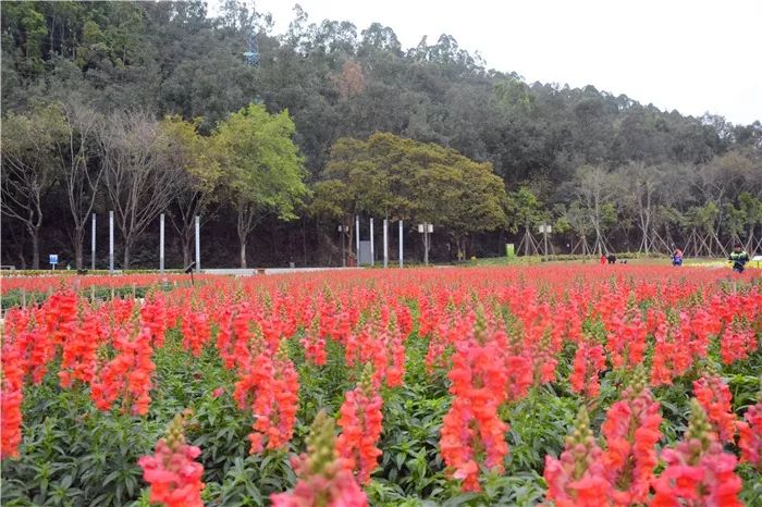 速转顺峰山公园开放近10000㎡大型花海美翻了附海量美照