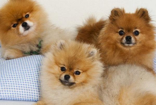 地球上10大最适合家养的高颜值狗狗 博美榜首 你最喜欢哪种 小狗