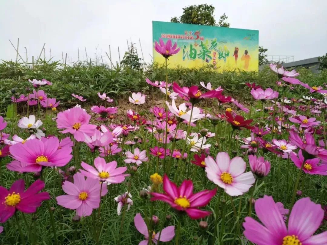 第5届斗门莲洲耕管油菜花文化节开幕～春节花海不打烊!