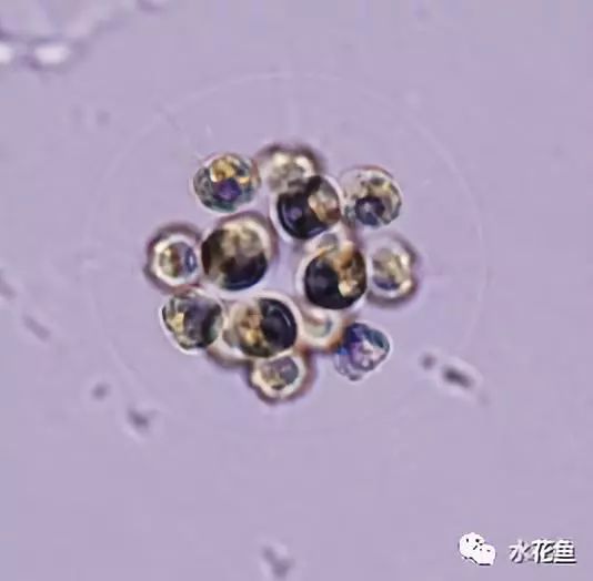 高清图谱(中):水体浮游生物---绿藻门以外的浮游植物51种