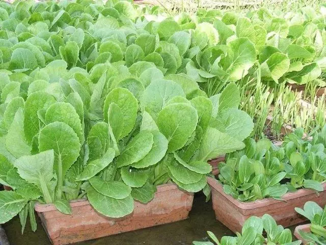 家庭阳台种植小白菜的方法