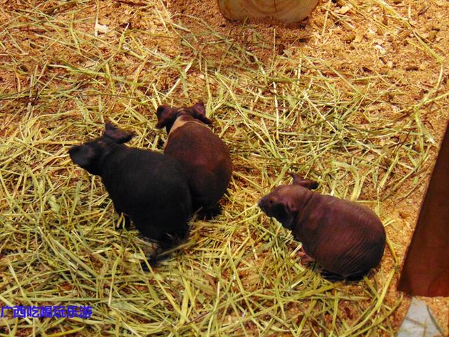 奇趣童真，歡樂親子，麥族室內動物園春節大優惠 旅遊 第27張