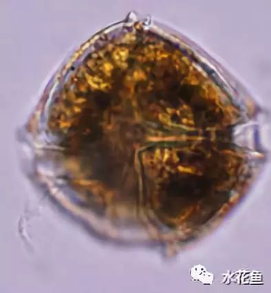 6角甲藻属diatom vulgare普通等片藻5等片藻属stephanodiscus sp.