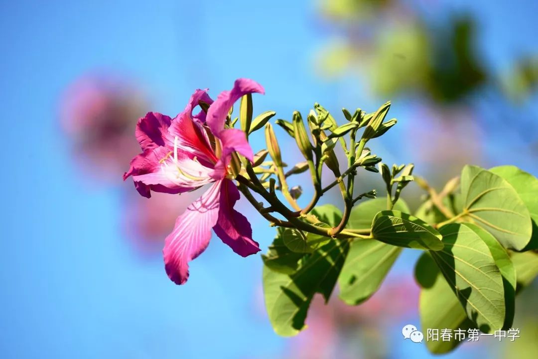 【冬之韵】紫荆花