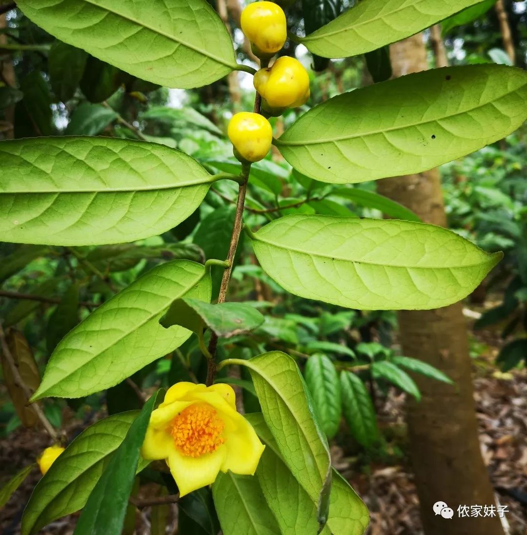 金花茶经济价值极具高昂.其一,花卉欣赏身价高.高1～1.