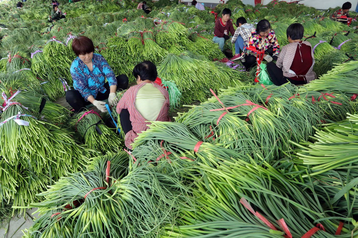 回望2018:几十万亩蒜薹1.5元每斤,一窝蜂种植背后的故事很辛酸