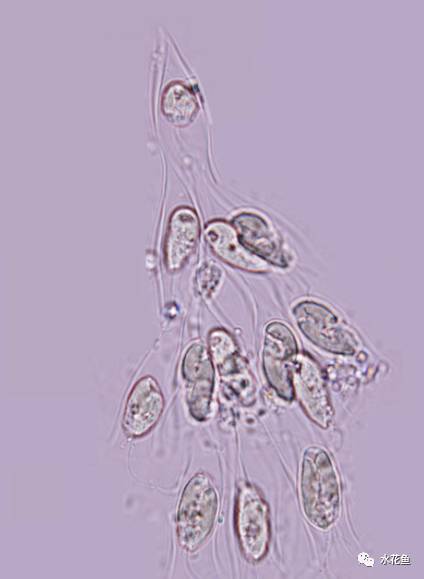 高清图谱(中):水体浮游生物---绿藻门以外的浮游植物51种