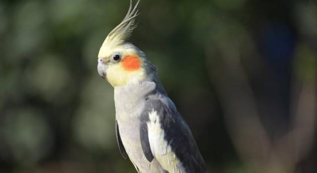 原產澳大利亞，在中國有很多家庭都有飼養的鸚鵡，美麗且親近主人 未分類 第1張