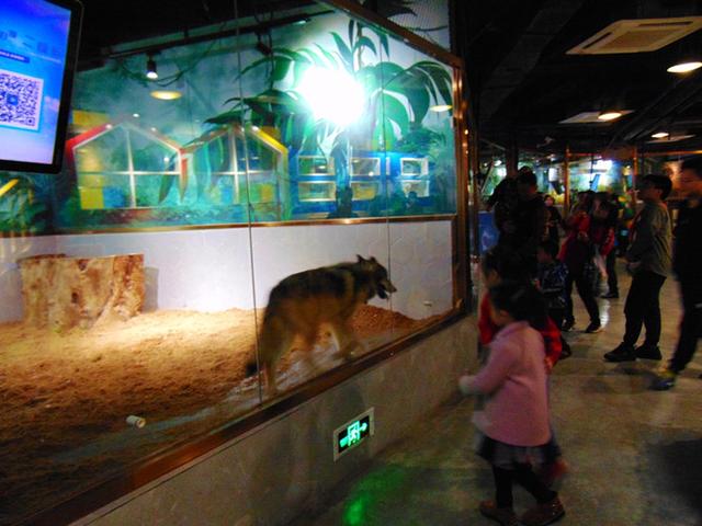 奇趣童真，歡樂親子，麥族室內動物園春節大優惠 旅遊 第23張