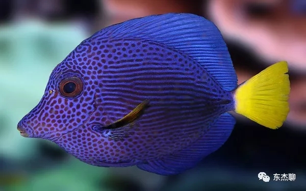 海水鱼缸的控藻:鳚鱼与吊类,狐狸和虾虎