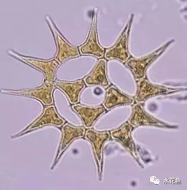 高清图谱(中):水体浮游生物---绿藻门以外的浮游植物51种