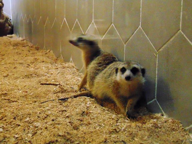 奇趣童真，歡樂親子，麥族室內動物園春節大優惠 旅遊 第16張