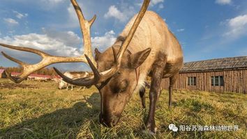 苏海森林动物世界丨新春佳节!盛大开业!门票14.9元,畅玩无限制!