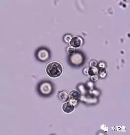 高清图谱中水体浮游生物绿藻门以外的浮游植物51种