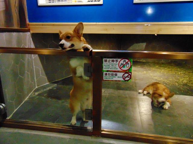 奇趣童真，歡樂親子，麥族室內動物園春節大優惠 旅遊 第37張