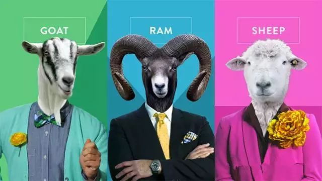 goat,ram还是sheep?