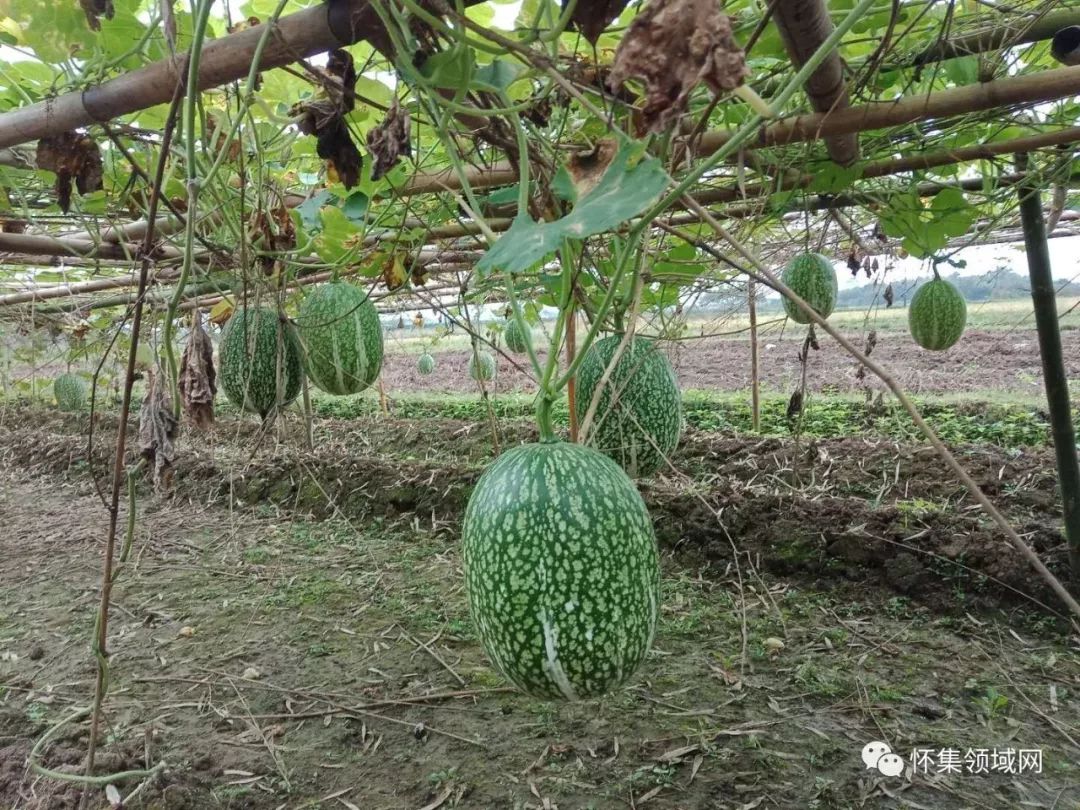 在怀集可采摘到曾受清代乾隆皇帝称赞的"鱼翅瓜!_种植