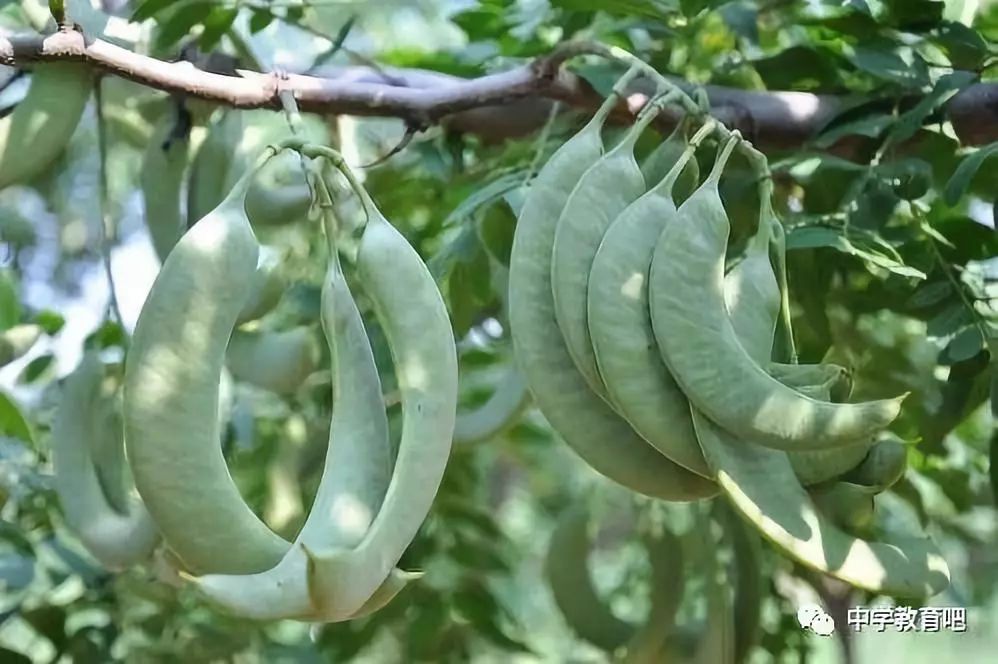 猪牙皂为豆科植物皂荚属中的一个特殊种,因其果实弯弯状如猪牙,故得