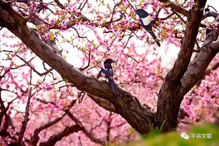 《桃花恋》