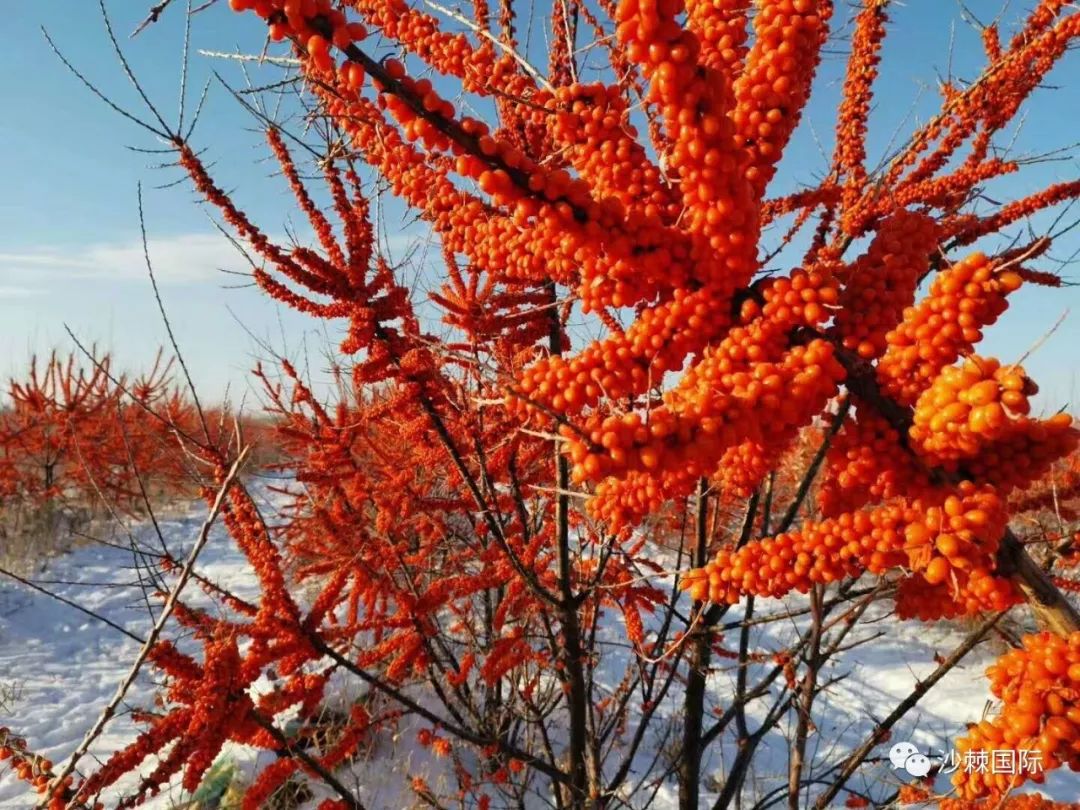 沙棘国际贺新年祝您健康又有钱