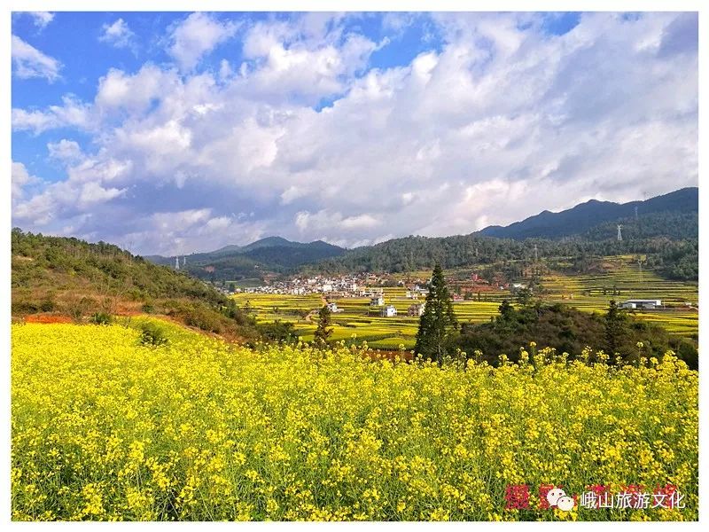 峨山县油菜花暨开新街文化旅游节今天开始了!