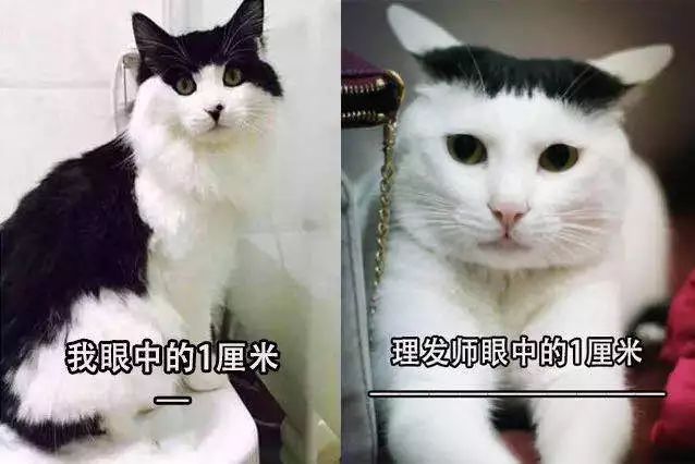 "我带猫去理发店换发型后,猫自闭了.