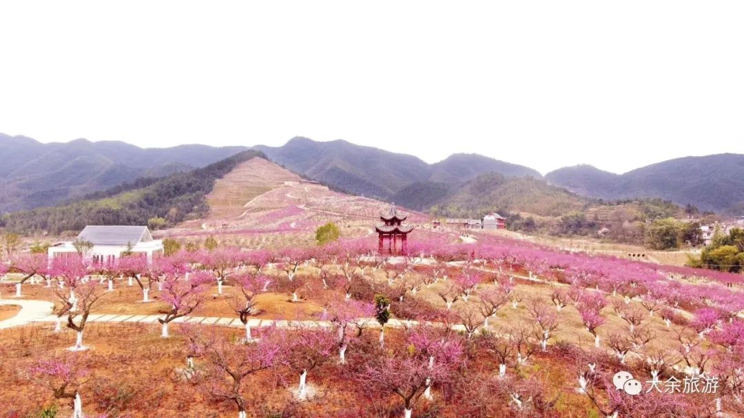 大余文旅融合释放新活力丫山迎新文化惠民梅花盛开这是一条有年味的