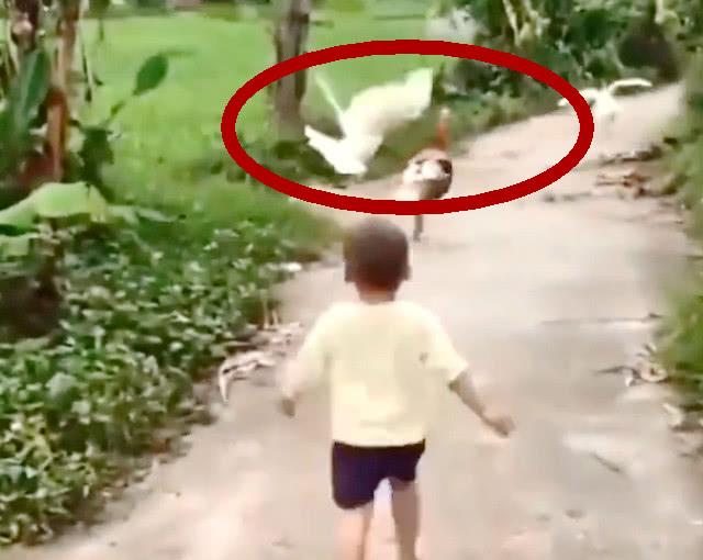 小男孩追趕三只大公雞，反被雞欺負，網友：雞你太不給小哥面子了 未分類 第1張