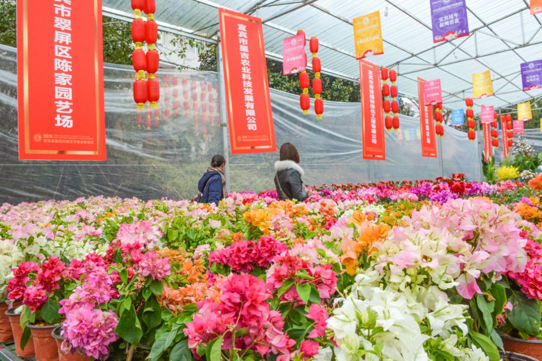 不要门票!宜宾迎春花市正式迎客!位置在