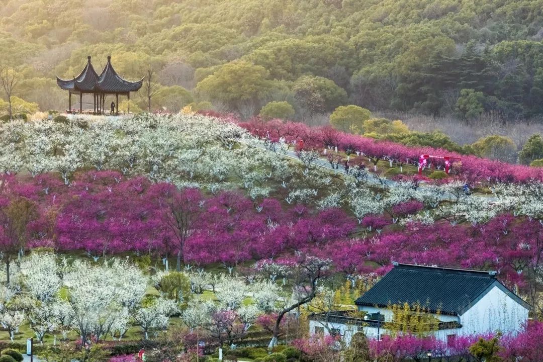 香山景区内的腊梅早已处处飘香,部分早梅也零星开放,虽然梅园中的梅花