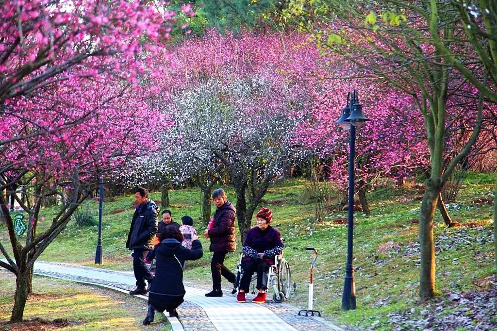 迎春节 | 杭州6处冬日赏梅胜地,美的惊艳!春节走起!